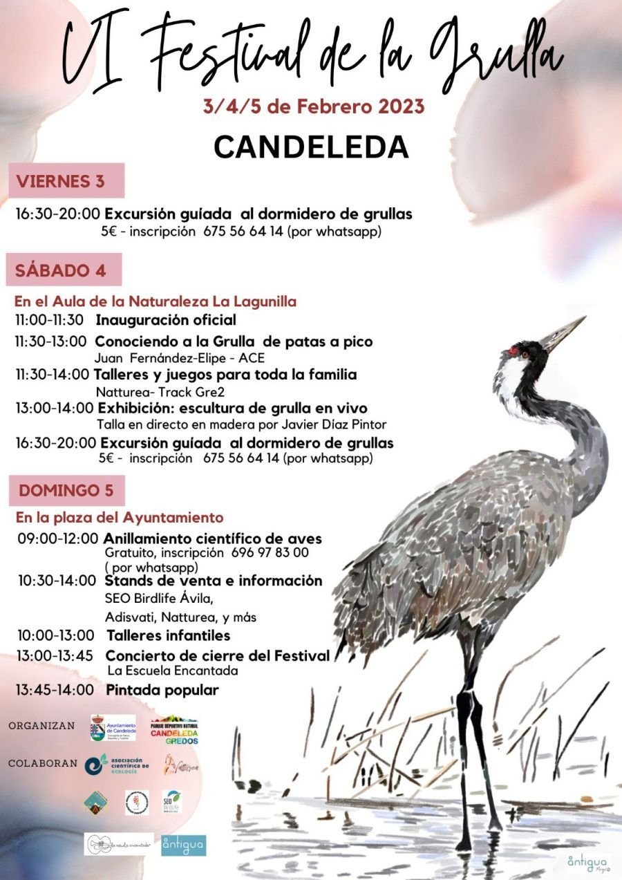 FESTIVAL GRULLA